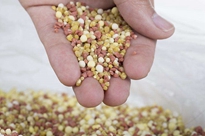 全自動顆粒包裝機(jī)的功能